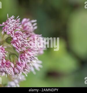 Nahaufnahme von Blüten von Butterbur / Petasites hybridus oder Winter Heliotrope / P. Duftstoffe. Heilpflanze, die früher in der pflanzlichen Medizin verwendet wurde Stockfoto