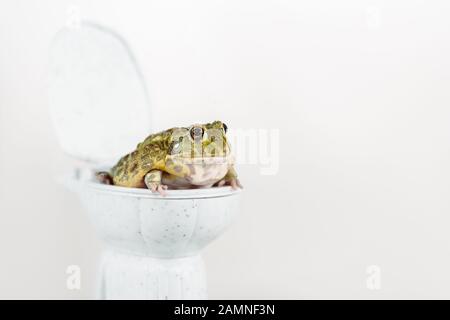 Lustiger grüner Frosch auf kleiner toilettenschüssel isoliert auf Weiß Stockfoto