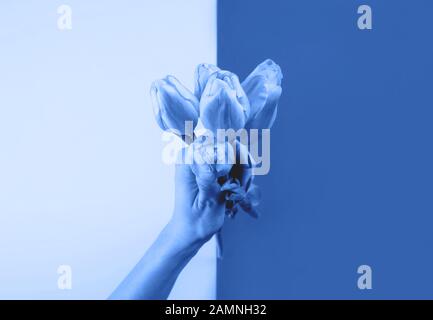 Weibliche Hand mit Tulpen auf klassischer blauer Kulisse Stockfoto