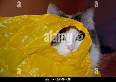 Katze in einem gelben Plastikbeutel, der durch das Loch blickt, Ökologiekonzept Stockfoto