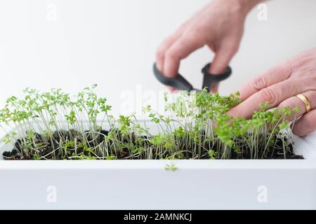 Mikrogrüns, die auf Fensterschweller wachsen und mit einer Schere geerntet werden Stockfoto