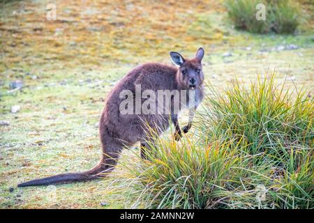 Kostenlose Kangaroos auf Kangaroo Island an einem sonnigen Morgen, Australien Stockfoto