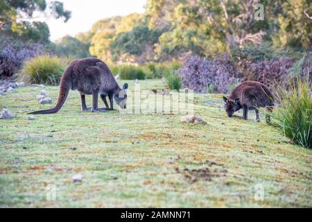 Kostenlose Kangaroos auf Kangaroo Island an einem sonnigen Morgen, Australien Stockfoto