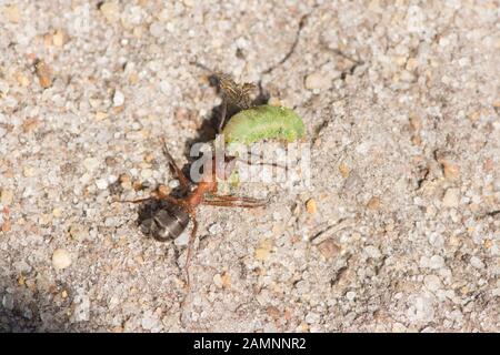 Ant ziehen eine grüne Raupe auf dem Boden entlang, Großbritannien Stockfoto