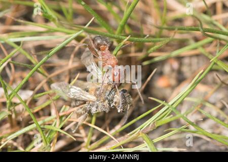 Ant ziehen sammeln Beute essen zusammen. Stockfoto