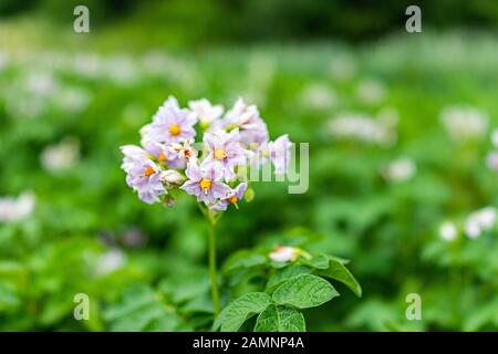 Nahaufnahme der blühenden Kartoffelblüten in der Sommerfarm auf dem Land Feld in der Ukraine geringe Tiefe der grünen Blätter Feld Stockfoto