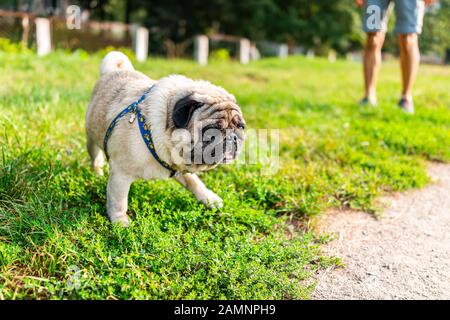 Personen-Besitzer im Hintergrund am sonnigen Sommertag im Park mit lustiger Pug-Hundemasse im Vordergrund Stockfoto