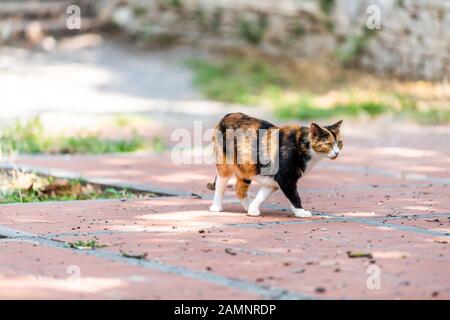 Calico-Katze draußen im Straßengarten Gehweg stehen zu Fuß in Perugia, Umbrien, Italien Park am Sommertag Stockfoto