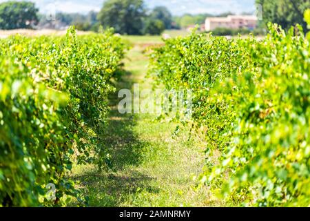 Grechetto Trauben hängende Weinberge für Wein in Assisi, Umbrien, Italien Weingut Weingut am sonnigen Sommertag Stockfoto