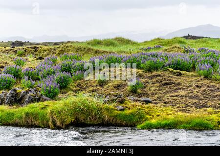 Bunte Lupinenblüten in Island mit fließendem Flusswasser und vielen Pflanzen in der Landschaft Stockfoto