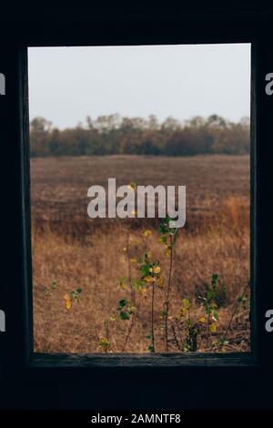 Selektive Fokussierung des Grases auf das Feld hinter dem Fenster des verlassenen Hauses Stockfoto