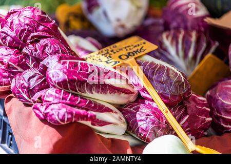 Rotes Rsüchtiger Gemüse rohe violette rosa Farbe auf dem berühmten Campo de fiori Bauernmarkt in Italien, mit italienischem Zeichenpreis pro Kilogramm Stockfoto