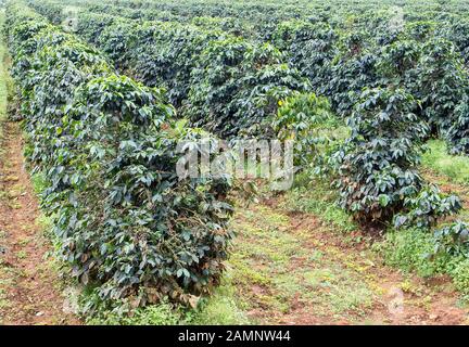 Kaffee Büsche in den organischen Plantage auf der Pak Se Bezirk Stockfoto
