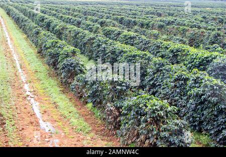 Kaffee Büsche in den organischen Plantage auf der Pak Se Bezirk Stockfoto