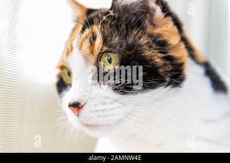 Süße Kalikatze aus der Nähe von Gesichtsaugen, die auf einem Fensterschweller sitzen und nach draußen starren Stockfoto