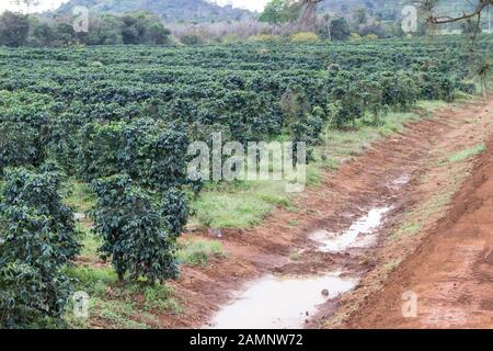 Kaffee Büsche in den organischen Plantage auf der Pak Se Bezirk Stockfoto