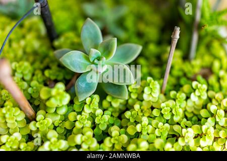 Makro-Nahaufnahme von grünen saftigen Pflanzen in Topfblütentopf Inneneinrichtung in der Hausdekoration Gartenarbeit zeigt Textur Stockfoto