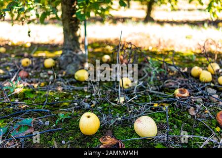 Apfelplantage Blick unter einem Baum und verfallene gelbe Früchte auf Gartengrund im Herbst Bauernland in Virginia pflücken Stockfoto