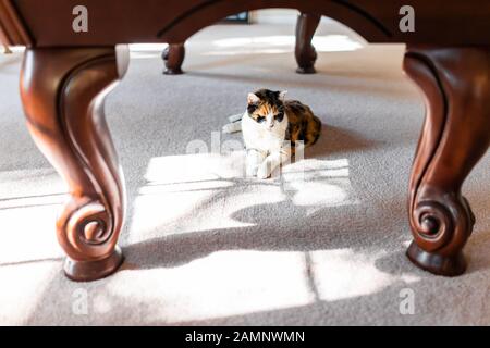 Niedliche Calico-Katze im Haus liegt auf Teppichböden im Innenbereich des Hauses, Wohnzimmer unter Tisch oder Billardpool mit Sonnenlicht aus Fensterschatten Stockfoto