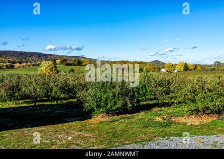 Apfelgarten mit Baumreihen und Obst im Garten im Herbst Bauernland in Virginia mit grünen Blättern und sanften Hügeln Stockfoto