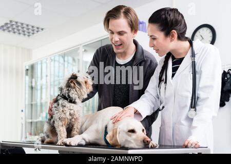 Zwei Hunde zur Überprüfung in der Klinik Stockfoto