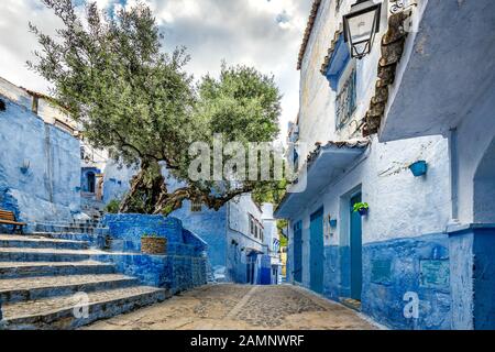 Olivenbaum in der berühmten blauen Stadt Chefchaouen, Marokko. Stockfoto