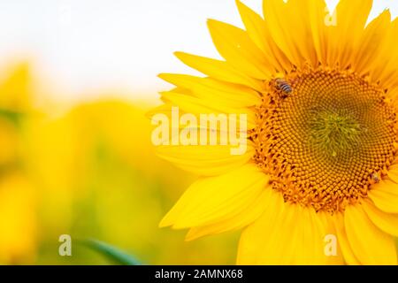 Auf einem Feld wächst eine leuchtend gelbe Blüte einer Sonnenblume. An einem sonnigen Tag sitzt Bieneninsekt auf einer Sonnenblume Stockfoto