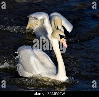 Höckerschwäne jagen über das Wasser Aggression zeigen, Schwäne Bridge, West Hallam, Firma Ilkeston, Nottingham, England, Großbritannien Stockfoto