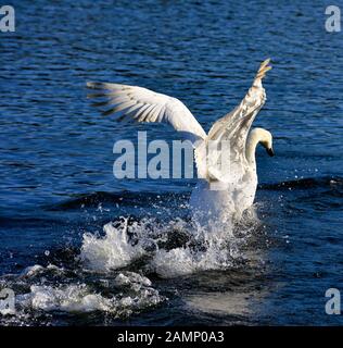 Höckerschwäne jagen über das Wasser Aggression zeigen, Schwäne Bridge, West Hallam, Firma Ilkeston, Nottingham, England, Großbritannien Stockfoto