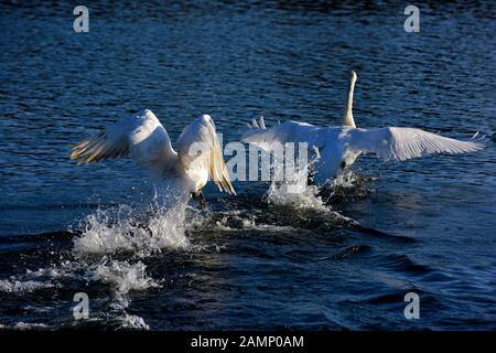 Höckerschwäne jagen über das Wasser Aggression zeigen, Schwäne Bridge, West Hallam, Firma Ilkeston, Nottingham, England, Großbritannien Stockfoto