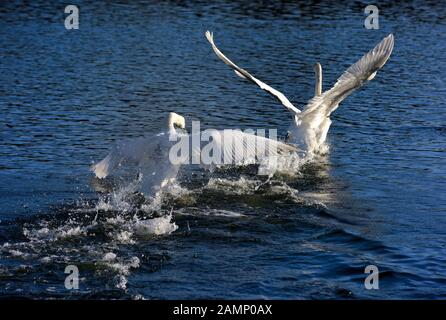 Höckerschwäne jagen über das Wasser Aggression zeigen, Schwäne Bridge, West Hallam, Firma Ilkeston, Nottingham, England, Großbritannien Stockfoto