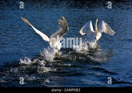 Höckerschwäne jagen über das Wasser Aggression zeigen, Schwäne Bridge, West Hallam, Firma Ilkeston, Nottingham, England, Großbritannien Stockfoto
