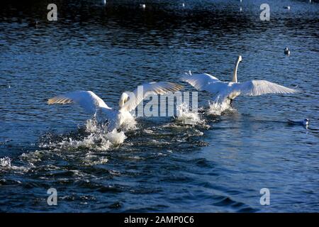 Höckerschwäne jagen über das Wasser Aggression zeigen, Schwäne Bridge, West Hallam, Firma Ilkeston, Nottingham, England, Großbritannien Stockfoto