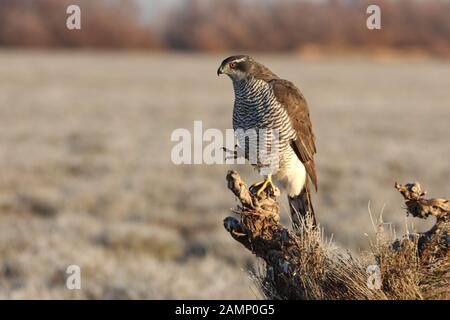 Baum Jahre alt Northern goshawk mit dem ersten Licht des Morgens, Vögel, Habicht, Accipiter gentilis Stockfoto
