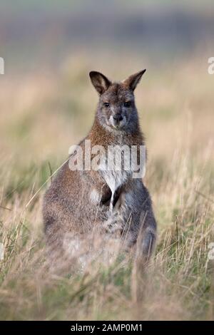 Rothalslaute alias Bennetts Wallaby (Macropus bennetti) GEFANGEN Stockfoto
