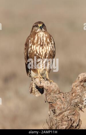 Mäusebussard mit dem letzten Licht des Sonnenuntergangs. Buteo buteo Stockfoto