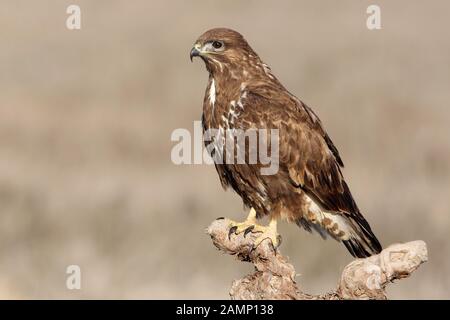 Mäusebussard mit dem letzten Licht des Sonnenuntergangs. Buteo buteo Stockfoto