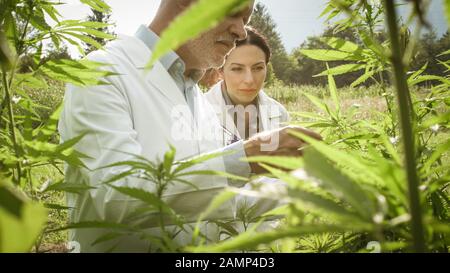 Professionelle Forscher, die auf Hanffeld arbeiten, überprüfen Pflanzen, alternative Medizin und Cannabiskonzept Stockfoto