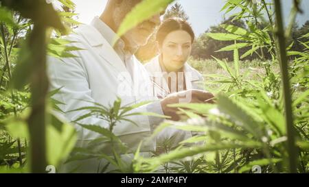 Professionelle Forscher, die auf Hanffeld arbeiten, überprüfen Pflanzen, alternative Medizin und Cannabiskonzept Stockfoto