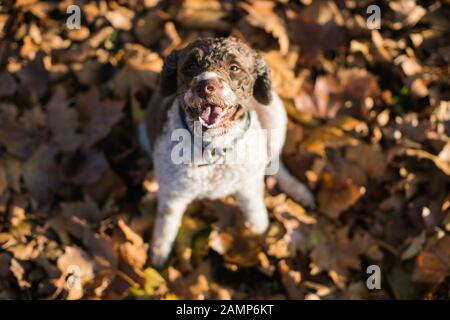 Lagotto romagnolo Hund auf braunen Herbstblättern sitzend Stockfoto