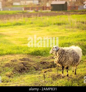 Ein Schaf an der Leine grast auf einer grünen sonnigen Wiese. Stockfoto