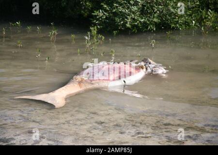 Der Körper von Dugong, nachdem er von einem Boot getroffen wurde Stockfoto