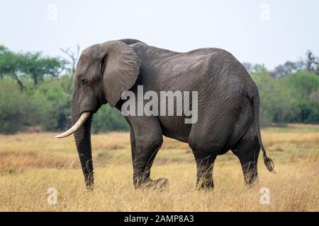 Großer afrikanischer Elefantenbulle (Loxodonta Africana), der Grasland im Moremi Game Reserve, Okavango Delta, Botswana, Südliches Afrika durchquert Stockfoto