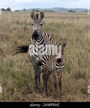 Ein Weibchen und flauschige junge Plains zebra Fohlen (Equus quagga, ehemals Equus burchellii). Serengeti National Park, Tansania. Stockfoto