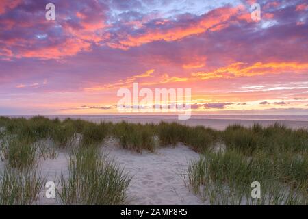 Strand und Marramgras/Strandrasen (Ammophila arenaria) in den Dünen auf Texel bei Sonnenuntergang, Westfriesische Insel im Wattenmeer, Niederlande