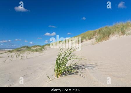 Strand und europäisches Marramgras/Strandgras (Ammophila arenaria) in den Dünen auf Texel, Westfriesische Insel im Wattenmeer, Niederlande Stockfoto