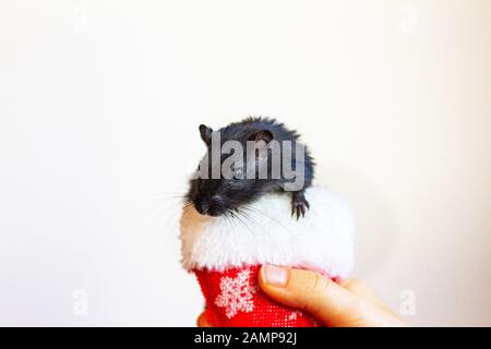 Schwarze Maus in den Händen eines Kindes Stockfoto