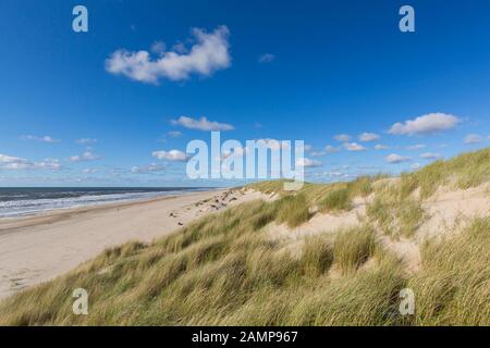 Strand und europäisches Marramgras/Strandgras (Ammophila arenaria) in den Dünen auf Texel, Westfriesische Insel im Wattenmeer, Niederlande