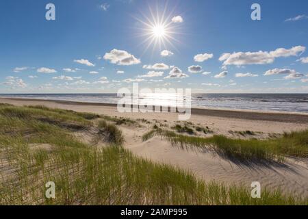 Strand und europäisches Marramgras/Strandgras (Ammophila arenaria) in den Dünen auf Texel, Westfriesische Insel im Wattenmeer, Niederlande
