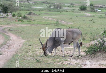 Ein männlicher gemeinsame Elenantilope (taurotragus Oryx) Schürfwunden auf kurzes, trockenes Gras in der Nähe von einem Anschluss in der Nähe des Mara River. Serengeti National Park, Tansania. Stockfoto